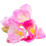 Freesia