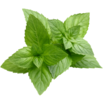 Menthe