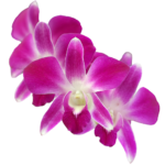 Orchidée