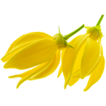 Ylang-Ylang